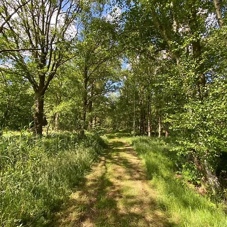 Domestico Lage Mierde