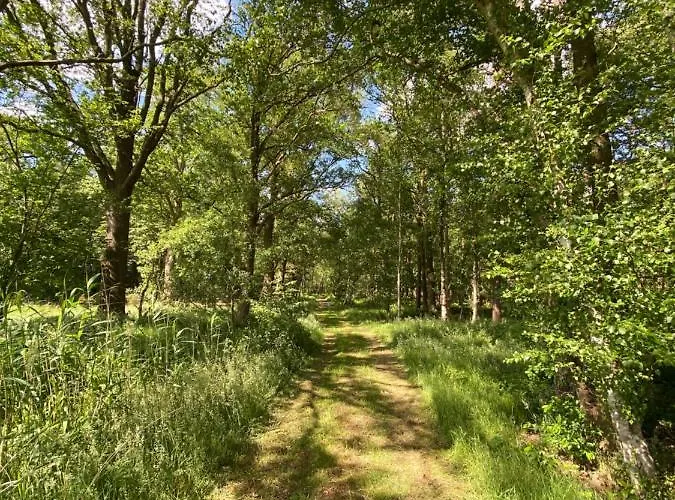 Domestico Lage Mierde